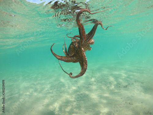 Underwater photo of octopus in tropical turquoise sandy bay with turquoise clear sea