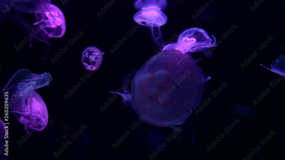 Jelly fish color sea ocean saltwater aquarium light wild life nature 4k video Jelly fish color sea ocean saltwater aquarium light wild life nature 4k video