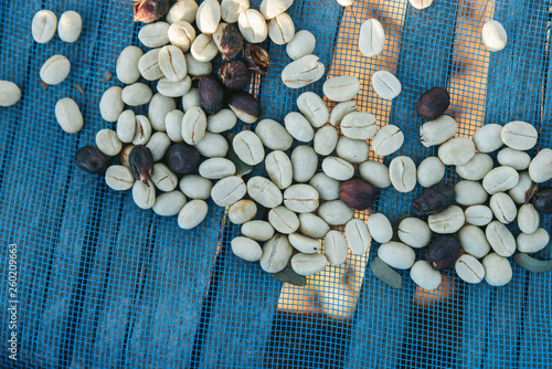 Top view of Sun dried Arabica coffee beans on blue net with copy space in the Akha village of Maejantai on the hill in Chiangmai, Thailand. photo