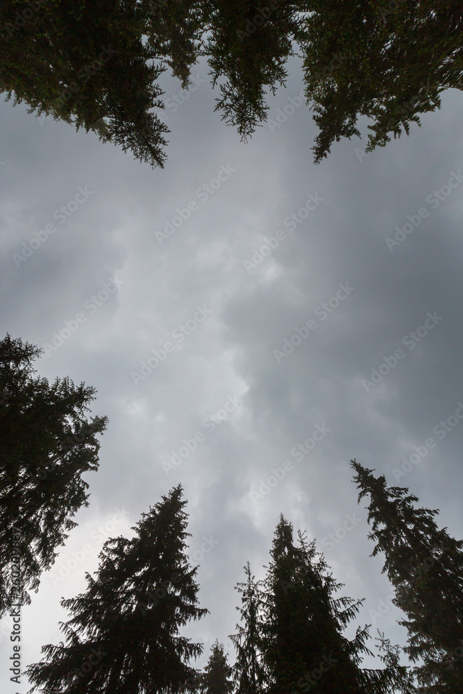 Fir tree tops, profiled on background with stormy sky