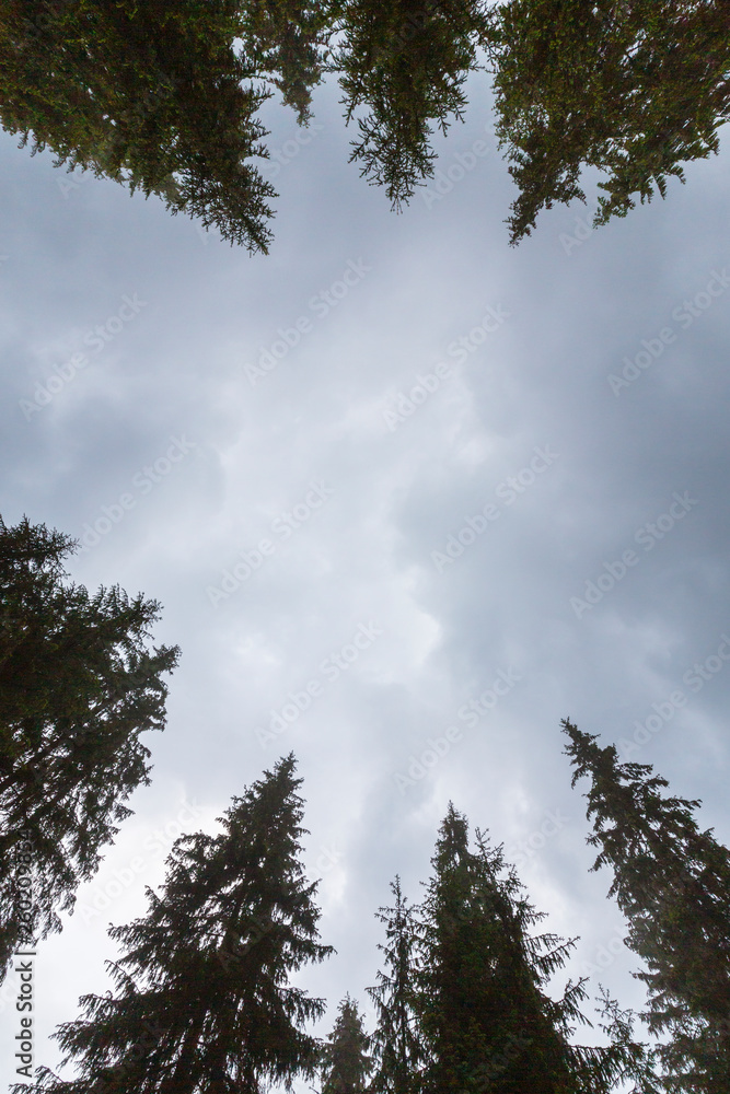 Fototapeta premium Fir tree tops, profiled on background with stormy sky
