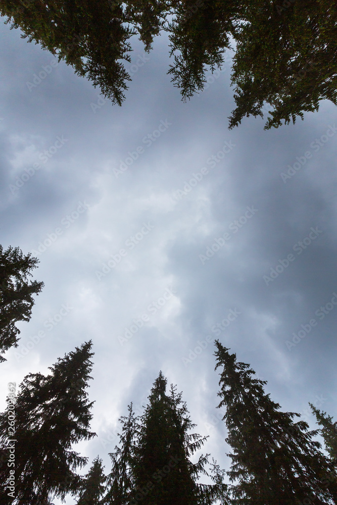 Fototapeta premium Fir tree tops, profiled on background with stormy sky