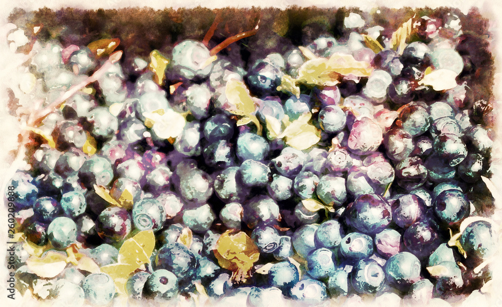 Fototapeta premium Detail of blueberry, Vaccinium myrtillus, ripe berries of blueberries and grahic effect.