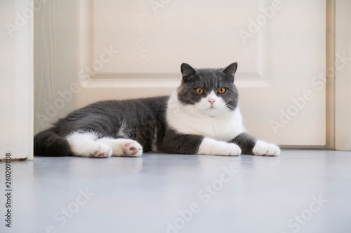 Cute British short-haired cat, indoor shooting © chendongshan