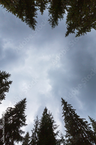 Fir tree tops  profiled on background with stormy sky