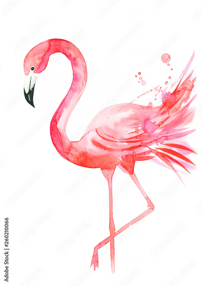 Fototapeta Różowy flaming na białym tle, akwarela, ilustracja zwierząt