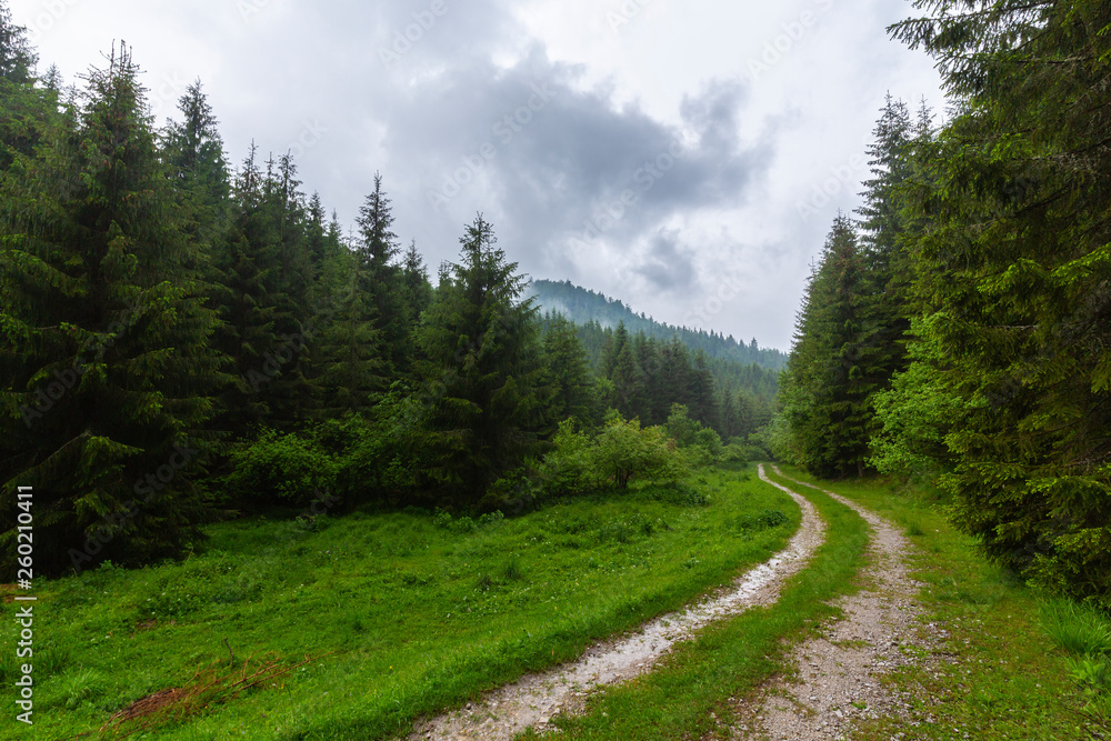 Beautiful country road in a fir tree forest, in the mountains, on a rainy day
