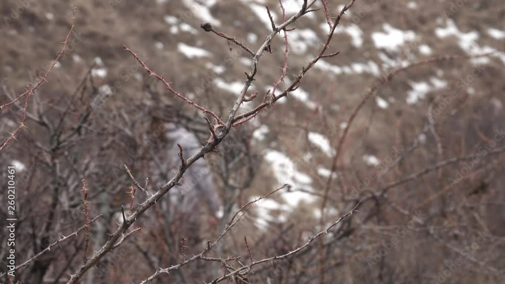 The girl passes through the thorny bushes in the mountains and looks around The girl passes through the thorny bushes in the mountains and looks around