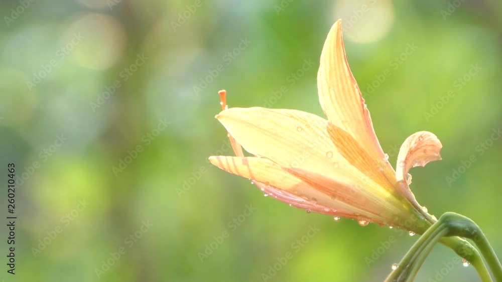 Orchid Orange flower