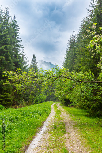 Beautiful country road in a fir tree forest, in the mountains, on a rainy day © Calin Tatu