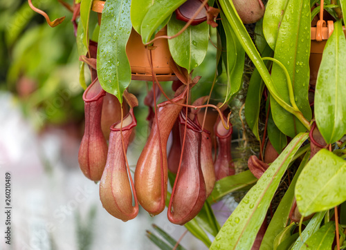 Nepenthes also known as tropical pitcher plants photo
