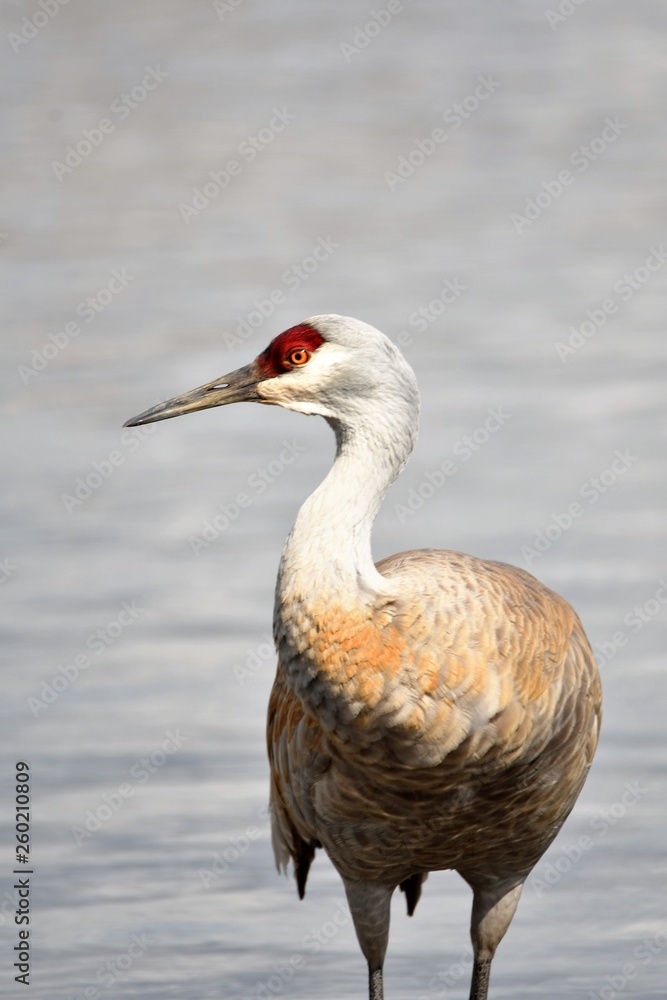 Obraz premium カナダ鶴 The Sandhill Crane is back to the Burnaby lake.