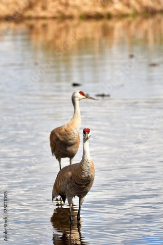 Fotomurale カナダ鶴　The Sandhill Crane is back to the Burnaby lake.