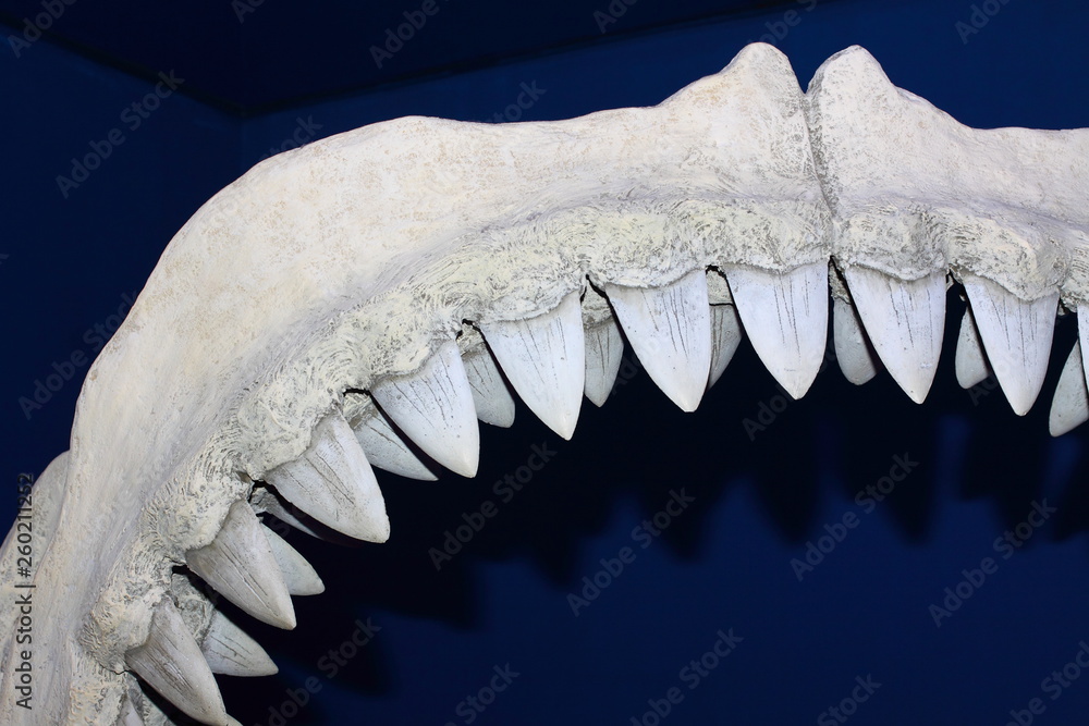 Jaws shark. Shark's sharp teeth. Bone jaw shark. Stock Photo | Adobe Stock
