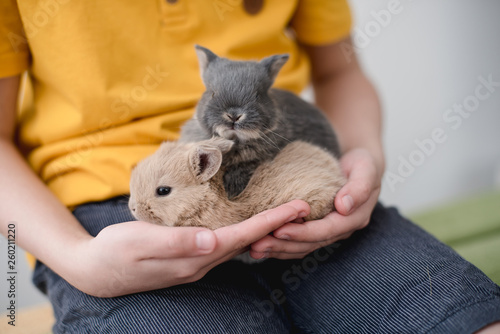 Two bunny babies in the hands of the boy.