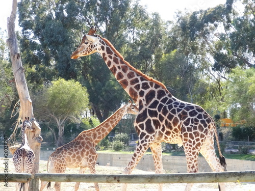 Giraffes of park sousse tunisia