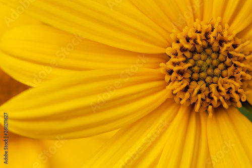 bright yellow beautiful flower of sunchoke
