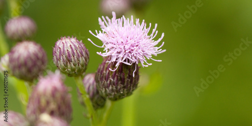 pink thistle flowers with buds