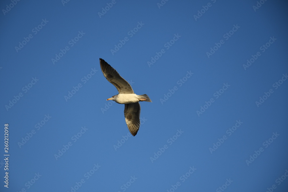 Fototapeta premium seagull in flight