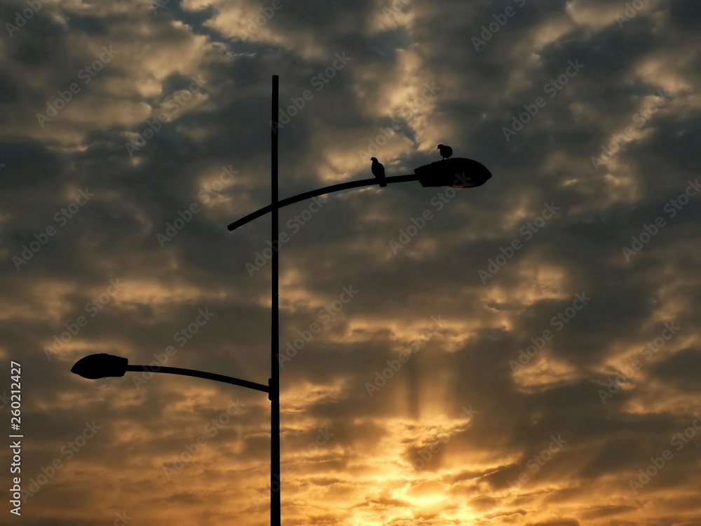 Two bird standing on the street lamp post in the morning with sun beams Two bird standing on the street lamp post in the morning with sun beams