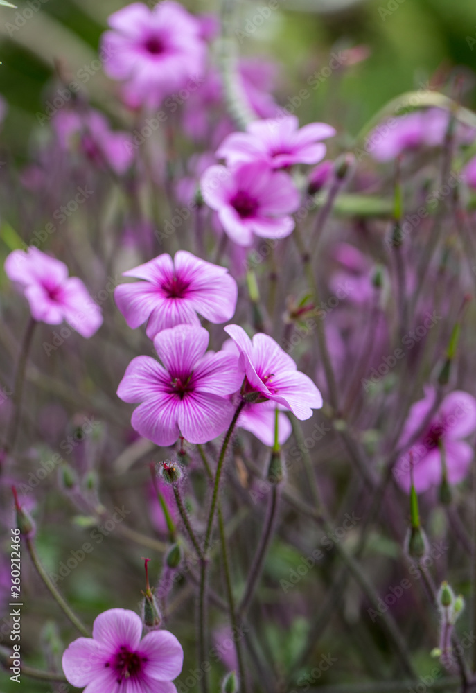Matthiola maderensis is a flowering plant species of stock in the Brassicaceae family, native and endemic to the Madeira Islands Matthiola maderensis is a flowering plant species of stock in the Brassicaceae family, native and endemic to the Madeira Islands