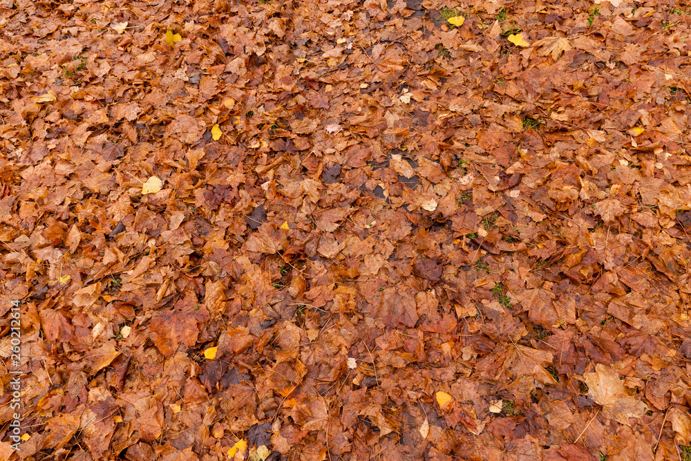 autumnal orange foliage autumnal orange foliage