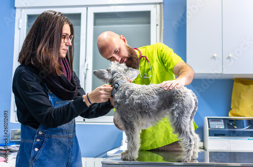 Veterinary consultation, veterinarian inspecting a schnauzer with the owner