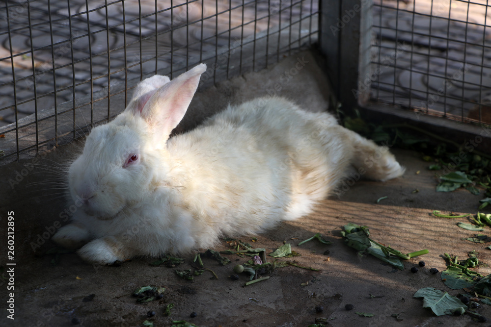 Obraz premium White rabbit laying down in the rabbit cage.