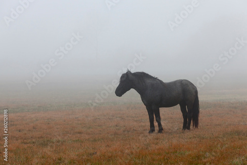 Beautiful black horse