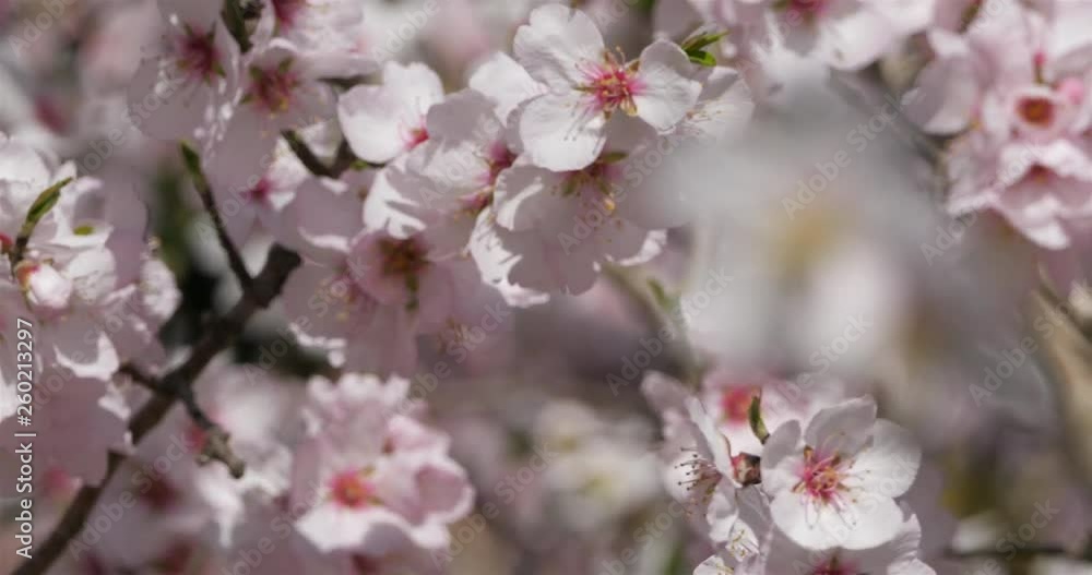 Almond tree during the spring season Almond tree during the spring season
