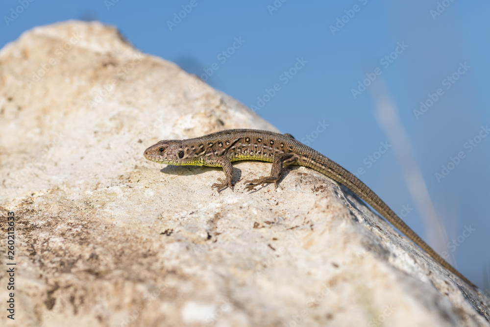 Juvenile european sand lizard on a rock Juvenile european sand lizard on a rock