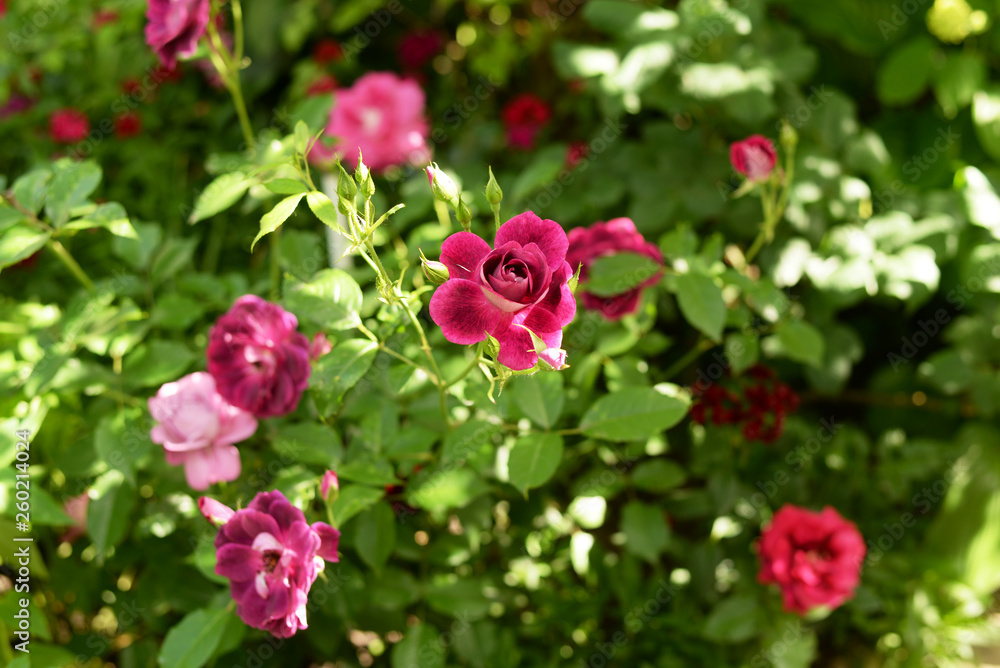 Beautiful pink climbing roses in spring in the garden . green background