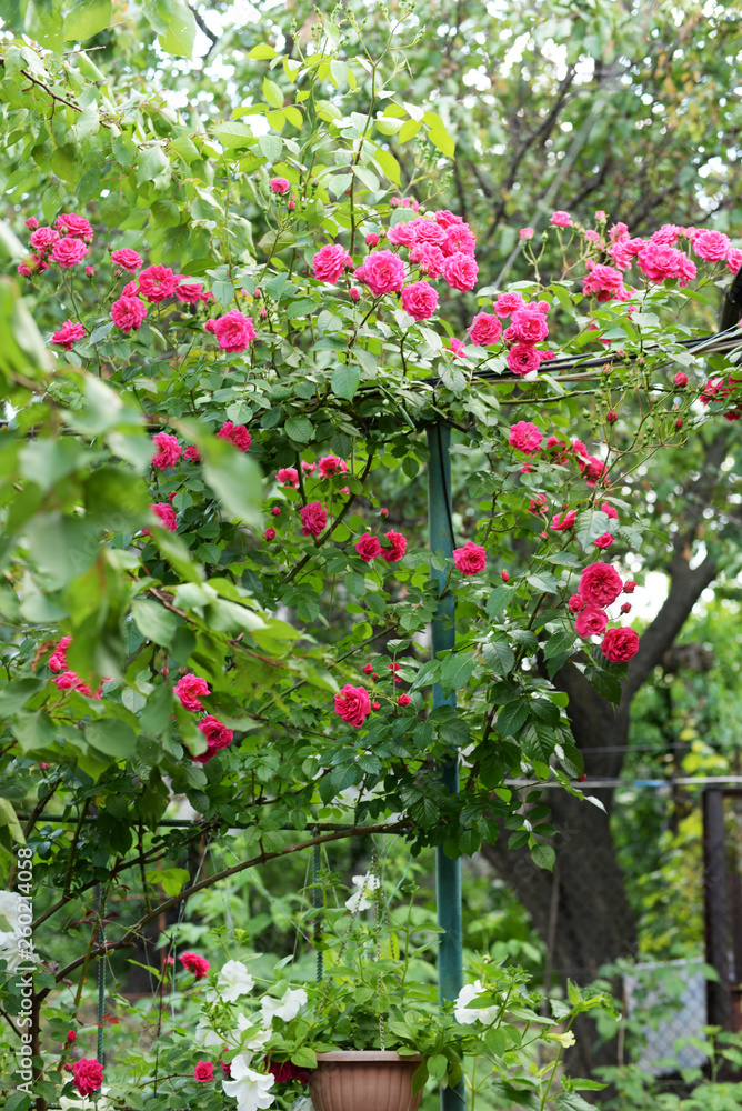 Beautiful pink and red climbing roses in spring in the botanic garden . green background Beautiful pink and red climbing roses in spring in the botanic garden . green background