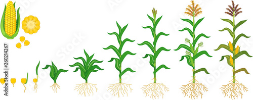 Life cycle of corn (maize) plant. Growth stages from seeding to flowering and fruiting plant isolated on white background