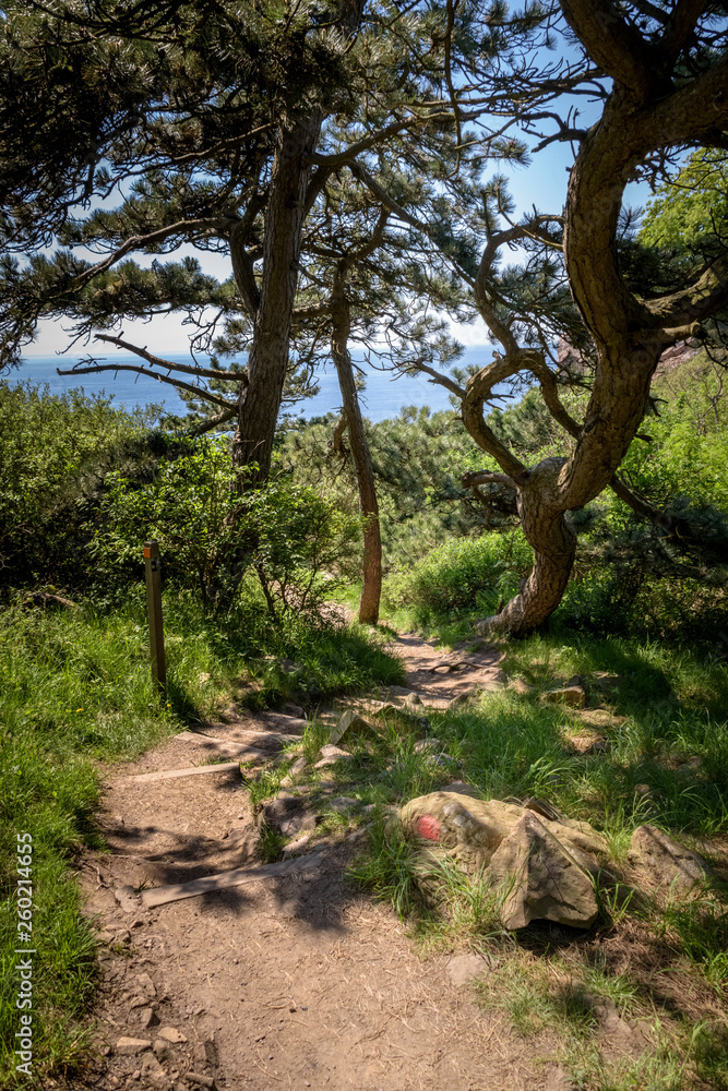 Footpath with ocean view between trees Kullaberg nature reserve Footpath with ocean view between trees Kullaberg nature reserve