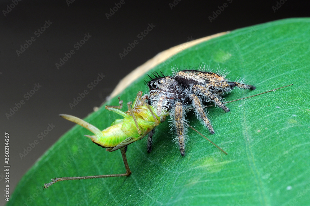 spider is eating grasshopper spider is eating grasshopper