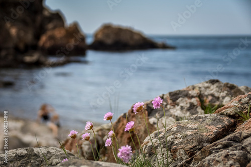 Pink flower on rocky coast with sea and rock background фототапет