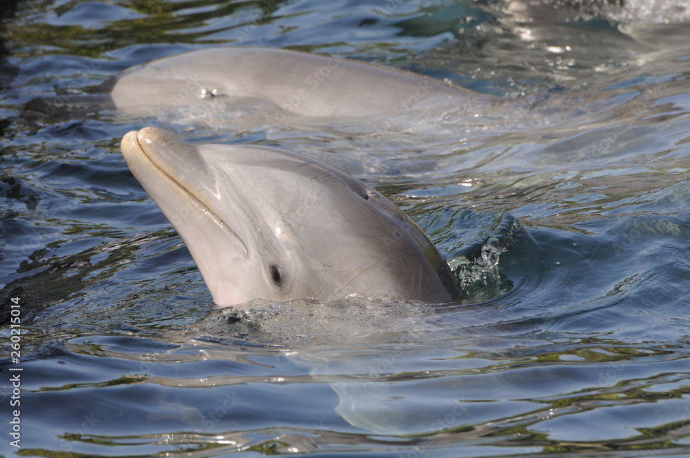 Obraz premium dolphin