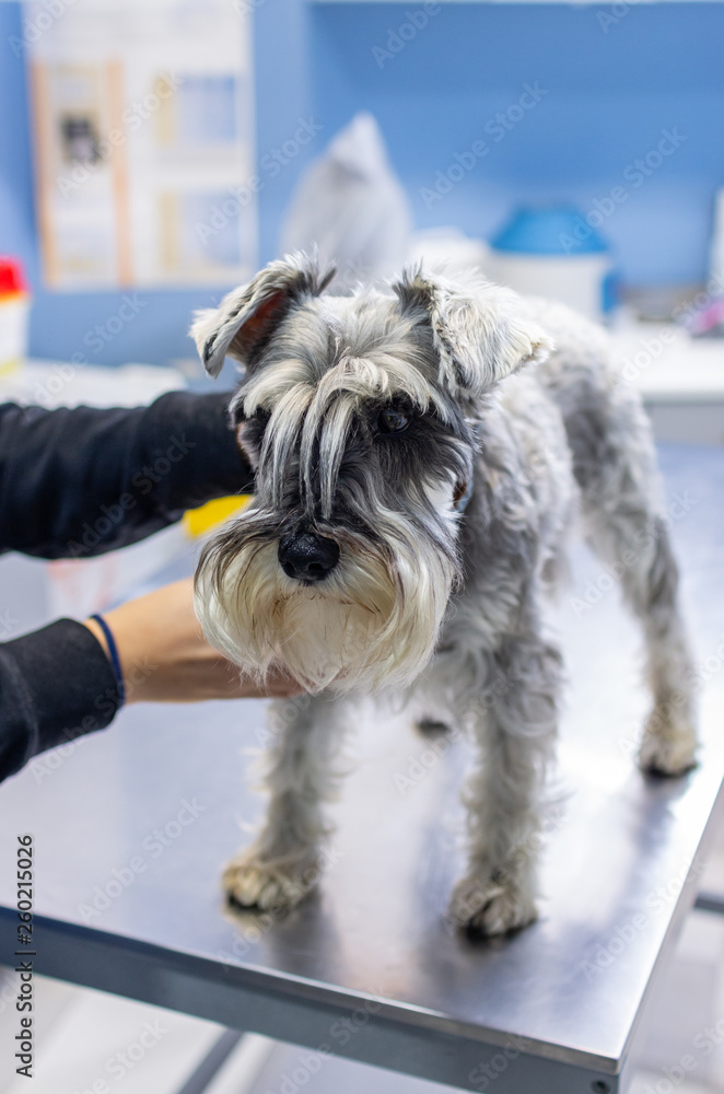 Schnauzer caressed by its owner in a veterinary clinic