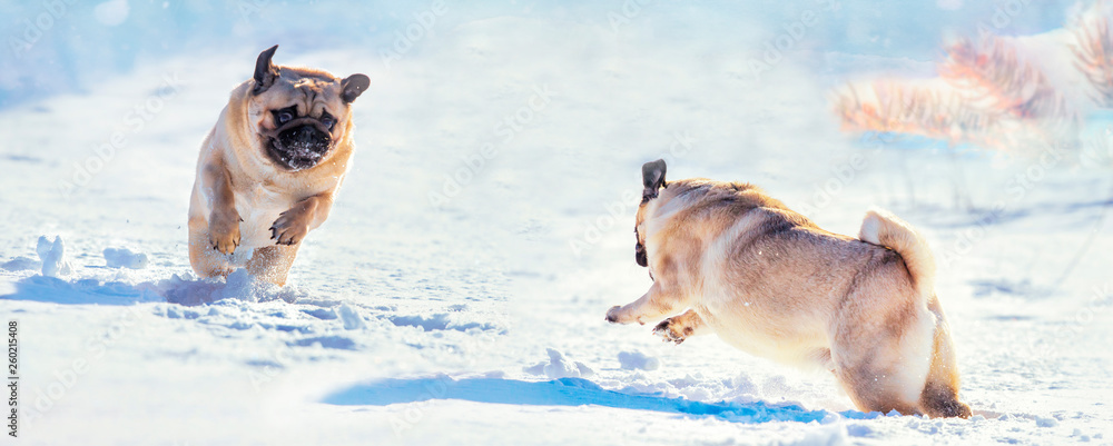 Naklejka premium small dogs runs over a meadow in the snow in winter and wears a warm coat - pug in forest