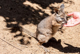 Kangaroo wallaby (Macropodidae) eatting food from human hands. Australia, Kangaroo Island