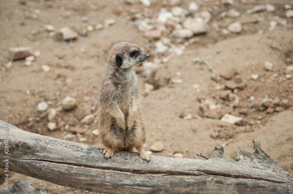 Fototapeta premium closeup of meerkat standing on branch
