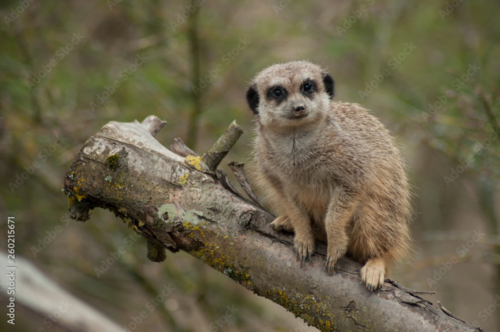 Fototapeta premium closeup of meerkat standing on branch