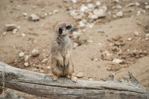 closeup of meerkat standing on branch © pixarno