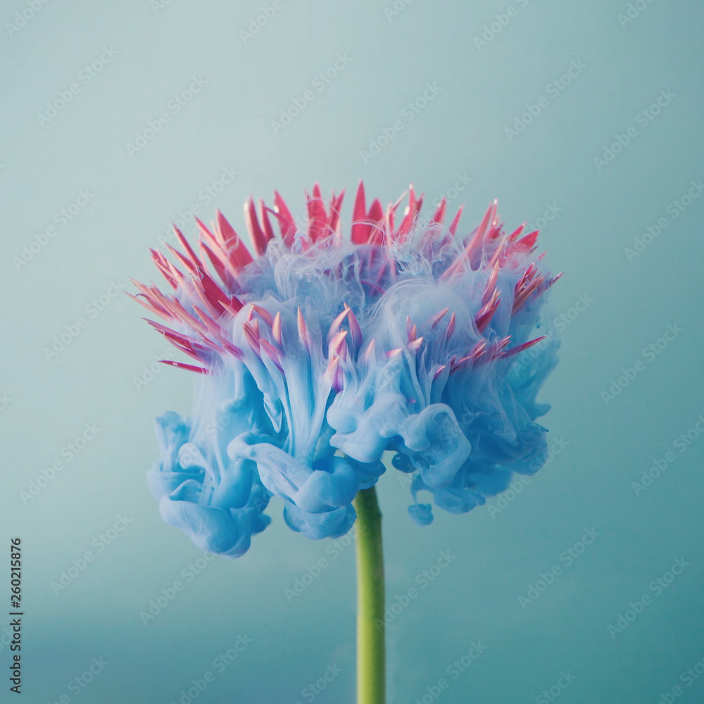 Fototapeta Pink daisy flower with pastel blue ink