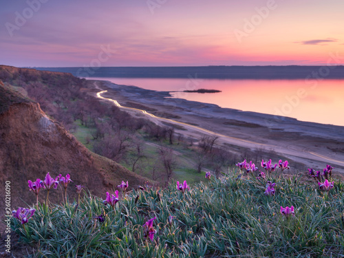 spring evening with lake and violet flour de rises on the hill with cars light trails