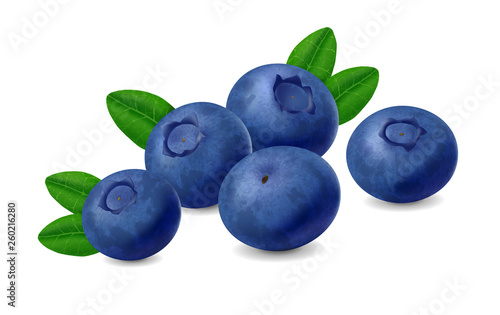 Blueberry isolated on white background. Realistic illustration