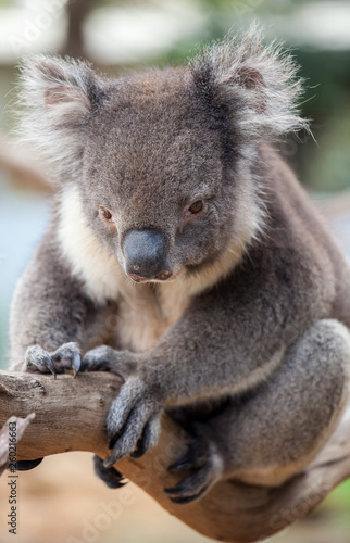 Portrait cute Australian Koala Bear sitting in an eucalyptus tree and looking with curiosity. Kangaroo island. © Natalia
