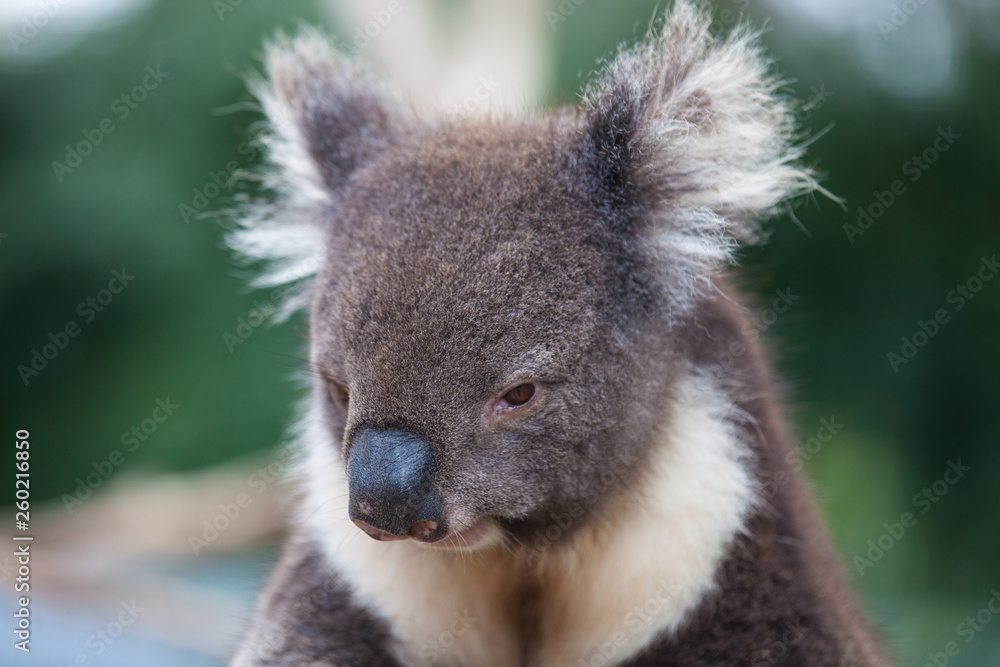 Obraz premium Portrait cute Australian Koala Bear sitting in an eucalyptus tree and looking with curiosity. Kangaroo island.