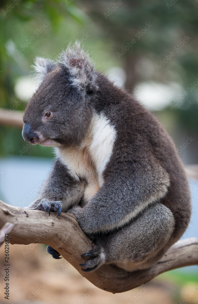 Naklejka premium Portrait cute Australian Koala Bear sitting in an eucalyptus tree and looking with curiosity. Kangaroo island.